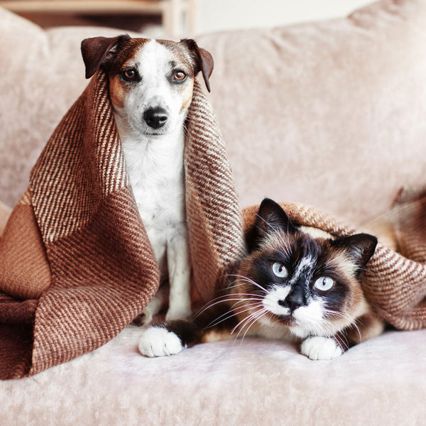 Create a Memorial With Your Pet's Ashes