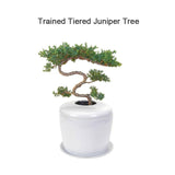 The Living Urn® Indoors / Patio