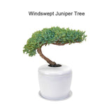 The Living Urn® Indoors / Patio